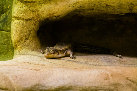 Reptile on the rock in the zoo, Belgium.の写真素材
