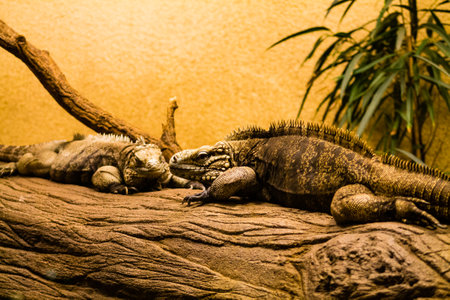 Iguana resting on a log in the zoo, Belgium.の写真素材