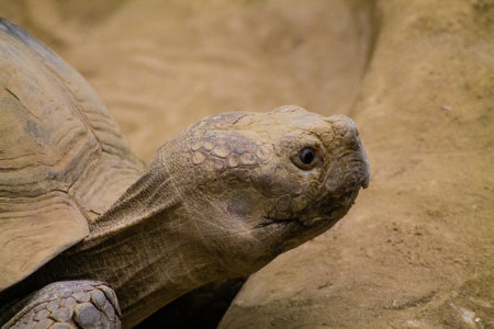 African spurred tortoise (Geochelone sulcata)