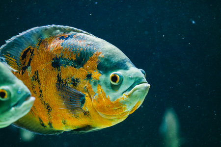 Close up view of a discus fish in an aquarium.の写真素材