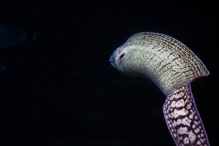 Moray eel swimming in the dark water of the aquarium.
