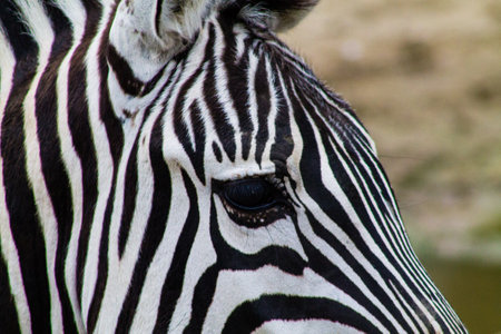 Zebra's eye close up. Black and white stripes.の写真素材