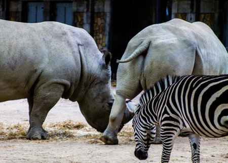 White rhinoceros and black zebra in a zoo.