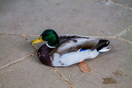 Mallard duck on the pavement in the park, closeup of photoの写真素材