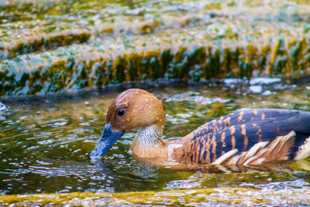 Red-necked Whistling Duck - Anas acuta