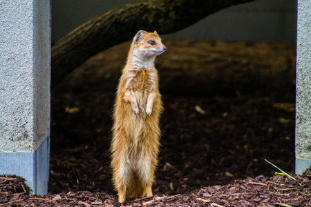 Meerkat (Suricata suricatta) in a zoo