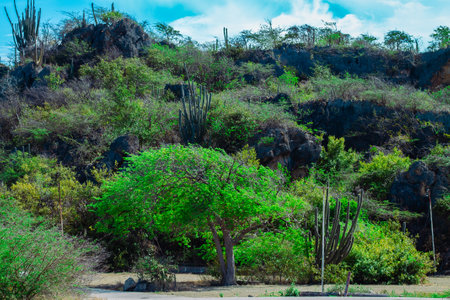 Landscape of the island of CuraÃ§aoの写真素材