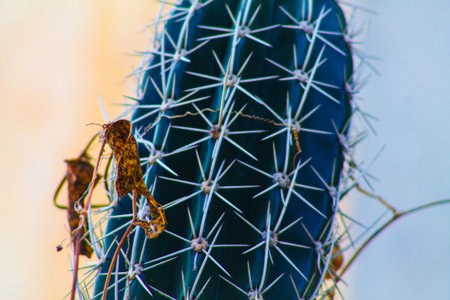 Close up of a pair of leaves sitting on a cactus