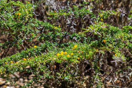 Yellow flowers of Acacia dealbata tree, Acacia dealbata.の写真素材