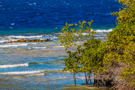 Mangrove trees on the shore of the Caribbean Sea.の写真素材