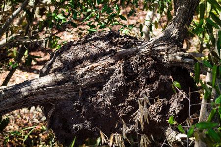 Termites nest in the forest, CuraÃ§aoの写真素材