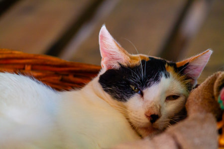Cat sleeping in a wicker basket on a wooden table, CuraÃ§aoの写真素材