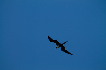 Frigate bird flying in the blue sky over the sea.の写真素材