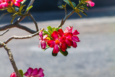 Desert rose or Impala Lily or Mock Azalea flowerの写真素材