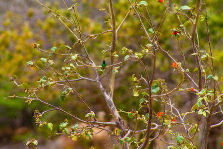 Bird sitting on a branch of a tree with red flowers in the backgroundの写真素材