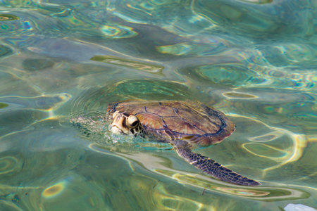 Green sea turtle swimming in the clear water of the Caribbean Sea.の写真素材
