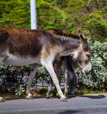 Two donkeys graze on the street in the shade of trees.の写真素材