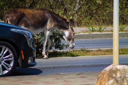 Donkey on the road in the city of Willemstad in CuraÃ§ao.の写真素材