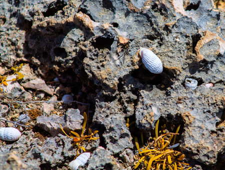 White Hermit Crab on Rock in the Shete Boka Park, CuraÃ§aoの写真素材