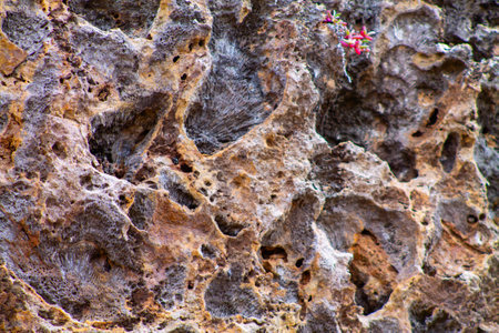 Closeup of rock texture. Natural background and texture for design.