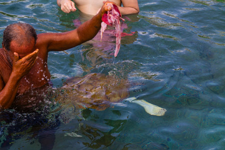 People are feeding turtle in the Caribbean Sea, CuraÃ§ao