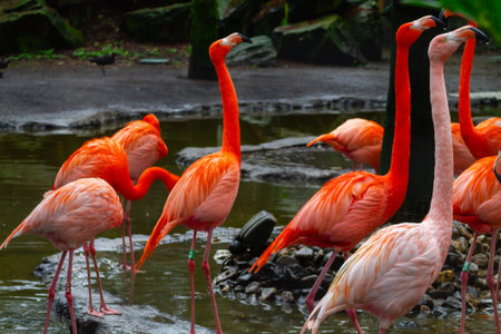 A group of vibrant flamingos standing in shallow water, showcasing their striking orange and pink...