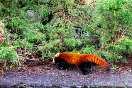 A red panda walking along the ground near some greenery. The animal has a striking reddish-brown fur...