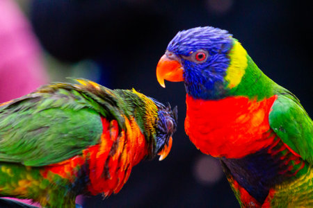 Two vibrant rainbow lorikeets with bright green, blue, and red feathers, one facing the camera and the other slightly turned away, set against a blurred background.の写真素材