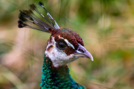 A close-up of a peacock's head showcasing its vibrant feathers and distinctive crest. The peacock's eye is sharp and the colors range from green to brown, set against a blurred natural background.の写真素材