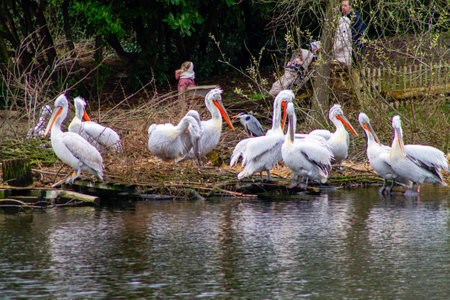 A group of white pelicans with orange beaks gathered by a calm water body, surrounded by greenery. In the background, a couple of people are sitting on the couch, enjoying the scenery.の写真素材