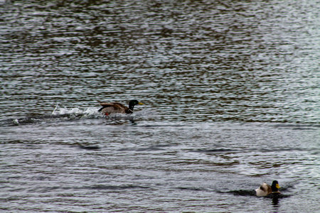 Two ducks swimming in a rippling pond, one in the foreground and one in the background, creating a serene natural scene.の写真素材