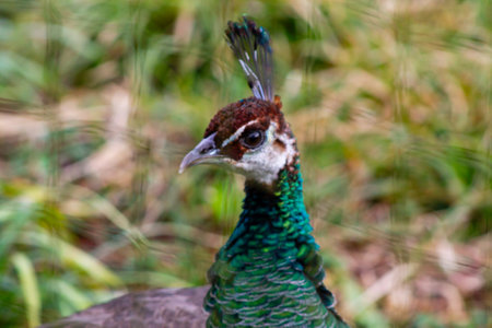A close-up of a peacock showcasing its vibrant green and blue feathers, with a focus on its head and distinctive crest. The background is blurred with greenery, highlighting the bird's colorful plumage.の写真素材