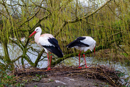 Two storks standing on a nest near a river, surrounded by willow trees. One stork is preening while the other looks around. The scene is tranquil and natural, showcasing the beauty of wildlife.の写真素材