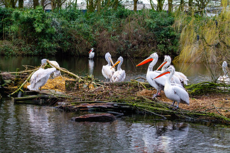 A group of pelicans resting on a nest made of branches and twigs by a calm water body. The pelicans have distinctive long beaks and white feathers, surrounded by lush greenery.の写真素材