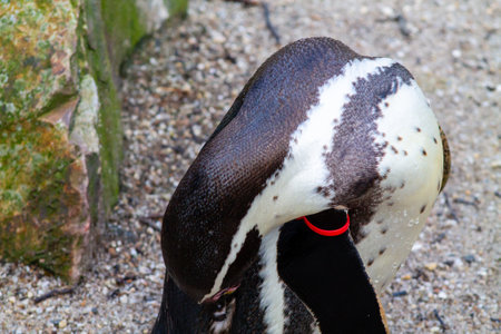 Close-up of a penguin's head, showcasing its distinctive black and white feathers and a vibrant red eye. The background features sandy terrain and a rocky element, creating a natural habitat setting.の写真素材