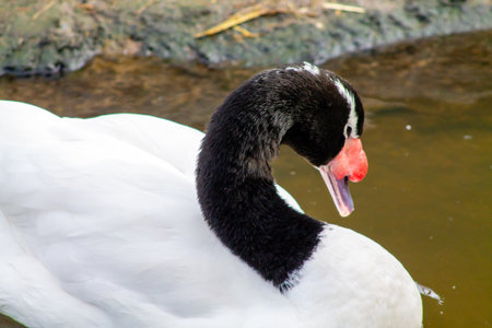 A close-up of a swan with a distinctive black neck and white body, gracefully positioned near the water. The swan's head is turned, showcasing its unique coloration and features.の写真素材