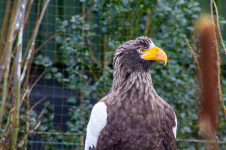 A close-up of a Steller's sea eagle with a striking yellow beak and dark plumage, set against a blurred green background. The eagle appears alert and majestic, showcasing its distinctive features.の写真素材