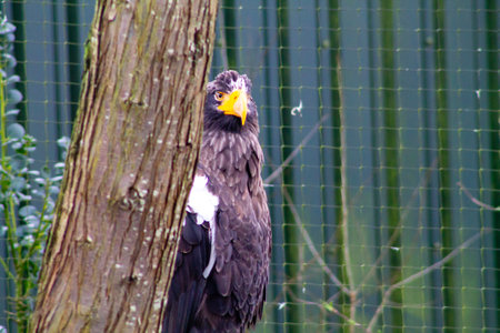 A close-up of a majestic eagle peering from behind a tree. The eagle has dark feathers with a distinctive white patch on its wings and a bright yellow beak. The background features a green fence and foliage, creating a natural setting.の写真素材