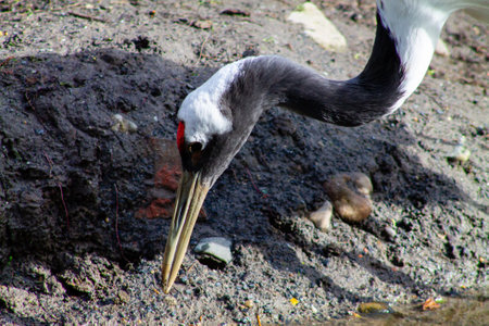 A close-up of a crane bird with a long neck and beak, pecking at the ground near a water source. The bird has distinctive black and white plumage with a red patch on its head.の写真素材