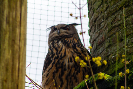 A majestic owl perched near a tree trunk, showcasing its striking plumage and intense gaze. The background features a netting, suggesting a protected environment, with some yellow flowers in the foreground.の写真素材