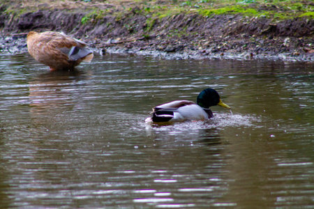 A male mallard duck swimming in a calm pond with a female mallard in the background. The water reflects the surrounding greenery, creating a serene natural scene.の写真素材