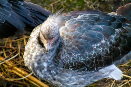 A close-up view of a bird with gray and black feathers, showcasing its plumage and unique texture. The bird appears to be resting, with its head slightly lowered.の写真素材