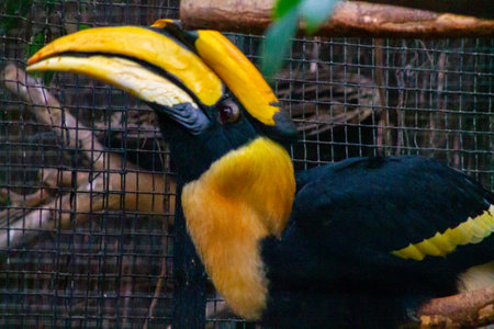 A close-up of a colorful hornbill bird with a striking yellow and black beak, perched behind a wire mesh. The bird's feathers are predominantly black with yellow accents on the head and neck, showcasing its vibrant plumage.の写真素材