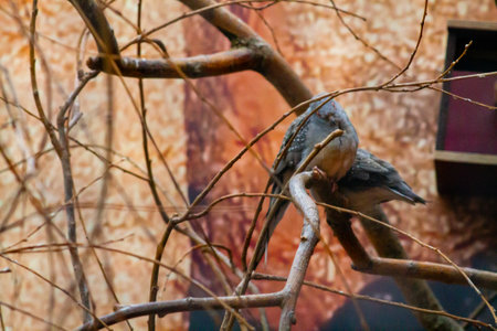 A bird perched on a branch, partially hidden among twigs. The background features a textured, natural setting, enhancing the bird's camouflage. The scene captures a moment in nature, showcasing the bird's subtle colors and patterns.の写真素材
