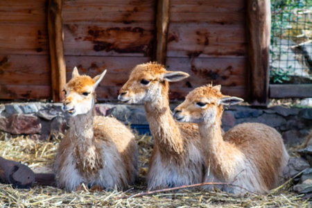 Three guanacos resting together in a straw-filled enclosure, with a wooden background. Their fur is...