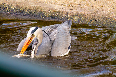 A heron catching a fish in a shallow water body. The bird has a long neck and sharp beak, showcasing its hunting skills. The water reflects the surroundings, creating a serene atmosphere.の写真素材