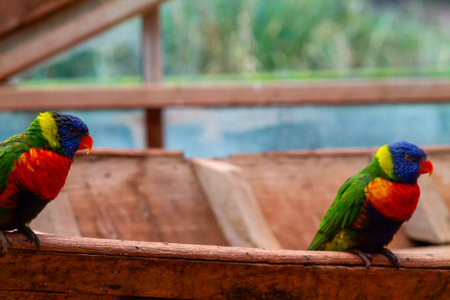 Two colorful lorikeets perched on a wooden surface, showcasing vibrant green, blue, and red feathers. The background is blurred with greenery, creating a natural setting.の写真素材