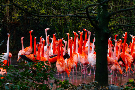 A vibrant gathering of flamingos standing in shallow water, surrounded by lush greenery. The birds display a range of pink to orange hues, creating a striking visual contrast with the natural setting.の写真素材