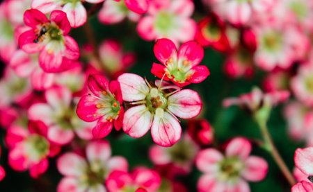 A close-up view of delicate pink flowers with white accents, showcasing their intricate petals and vibrant colors against a blurred green background.の写真素材