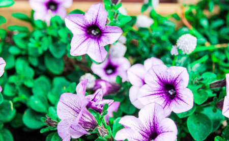 A vibrant display of purple petunia flowers blooming amidst lush green foliage. The flowers feature intricate dark purple veins, adding to their beauty.の写真素材